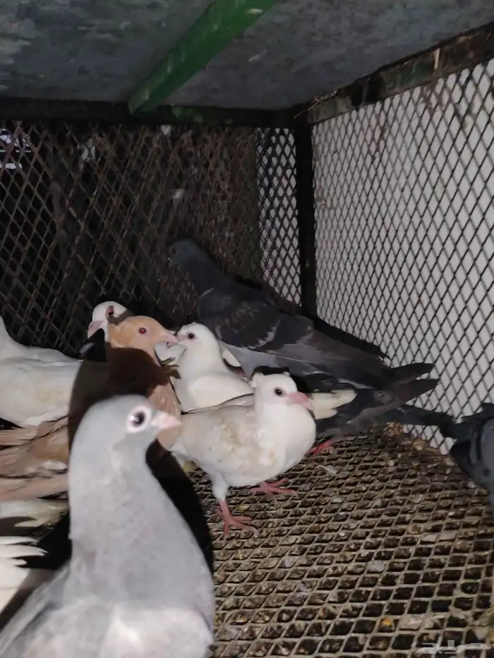 فروخ حمام سمينه 5