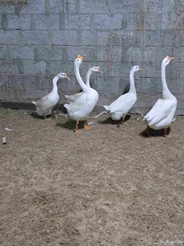 وز بلغاري كوبرا عيون زرق 1