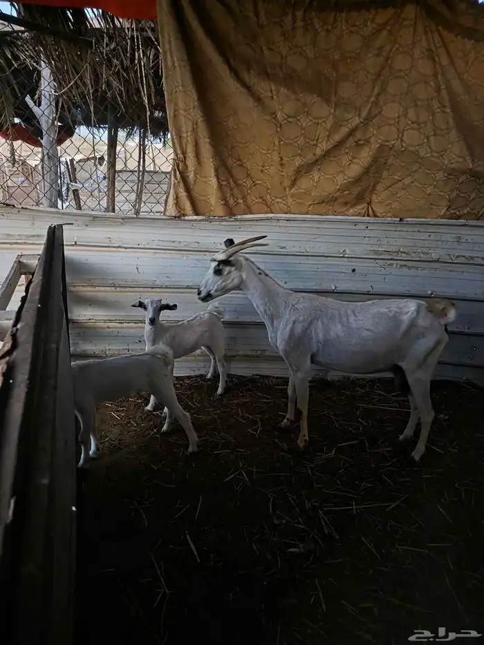 ماشاء الله نعرض على انظاركم مناتيج 1