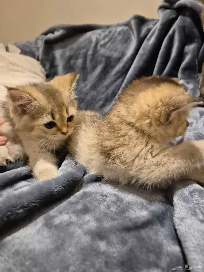 اول صورتين للام سكوتش والاب هجين سكوتش والباقي عيالهم 5