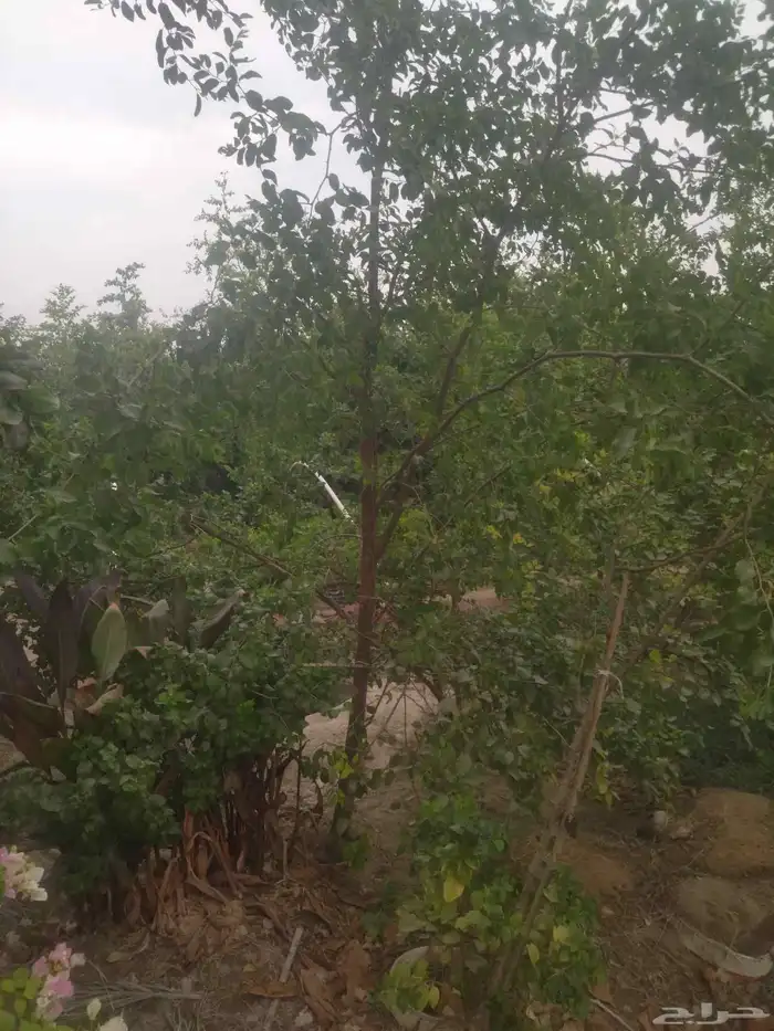 مشاتل الدمام طريق الجبيل 2