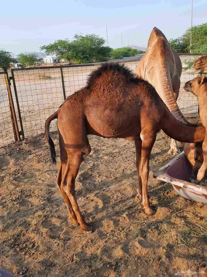 سلام عليكم اعرض على انظاركم 0