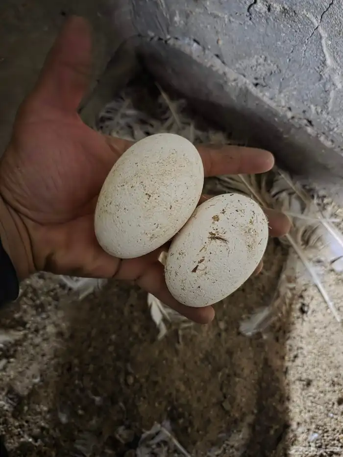 وز بلغاري كوبرا عيون زرق 5