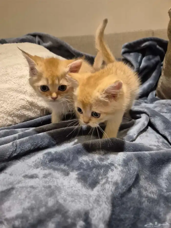 اول صورتين للام سكوتش والاب هجين سكوتش والباقي عيالهم 2