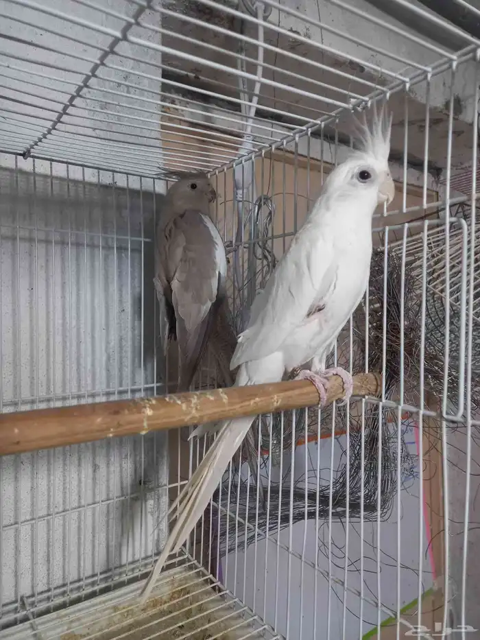 زوج كروان البينو وهولندي منتج فخم 5