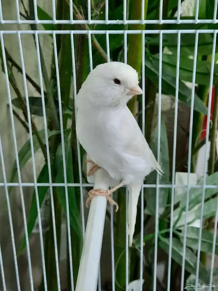 جوز وايت ستنايت 2