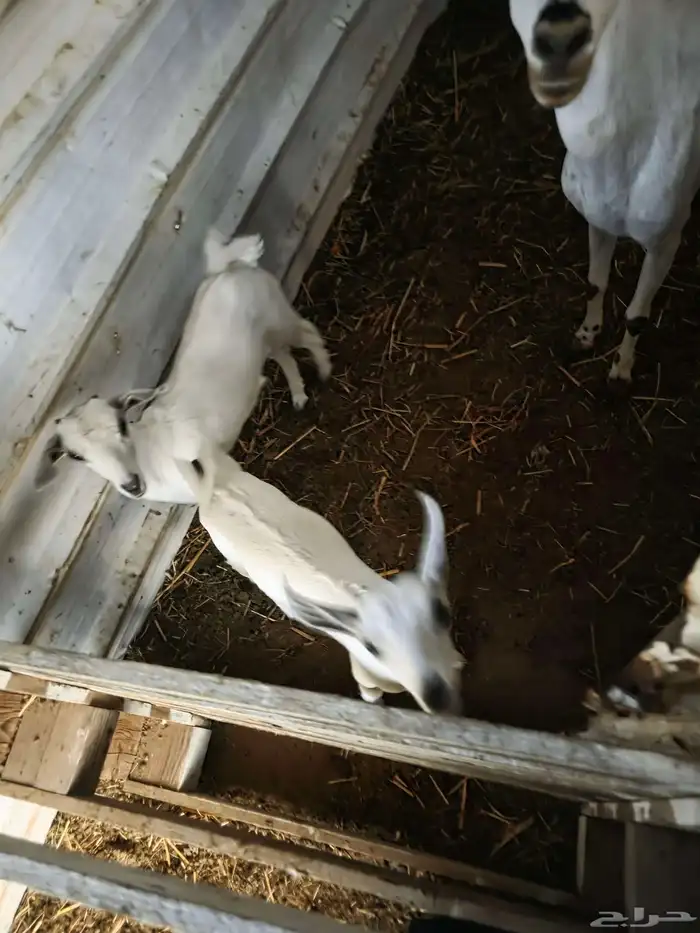 ماشاء الله نعرض على انظاركم مناتيج 3