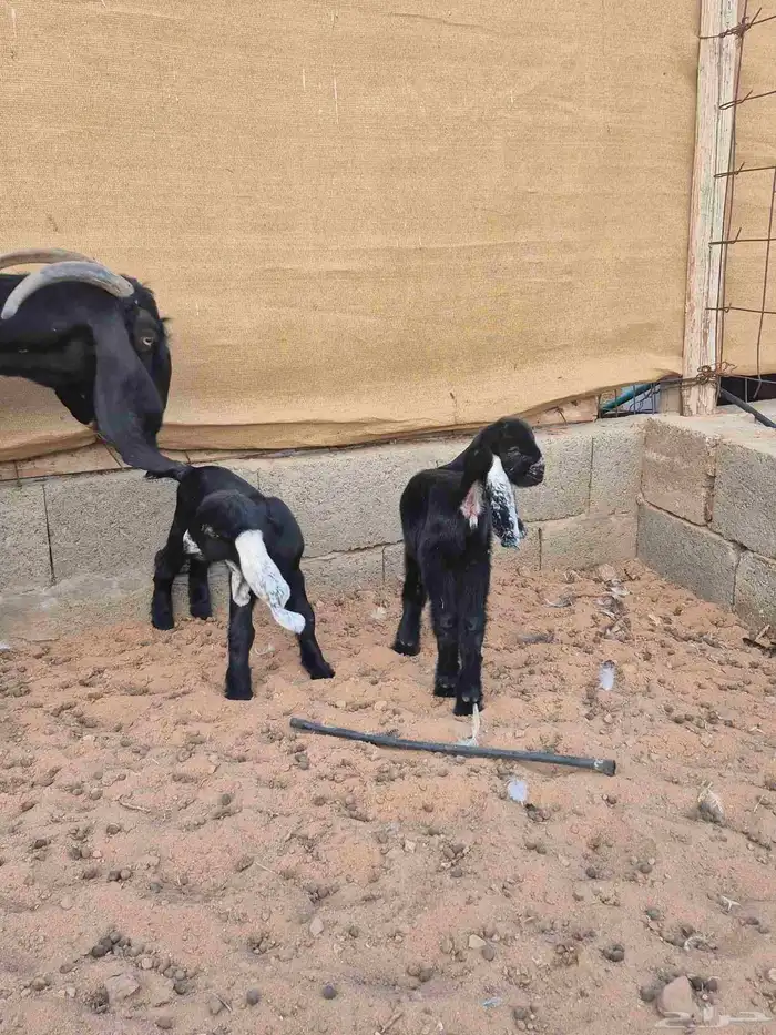 عنز تحتها جفرتين 4