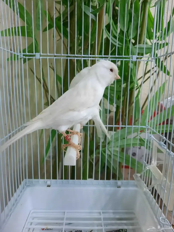 جوز وايت ستنايت 6