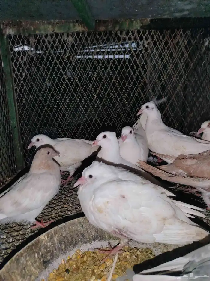 فروخ حمام سمينه 8