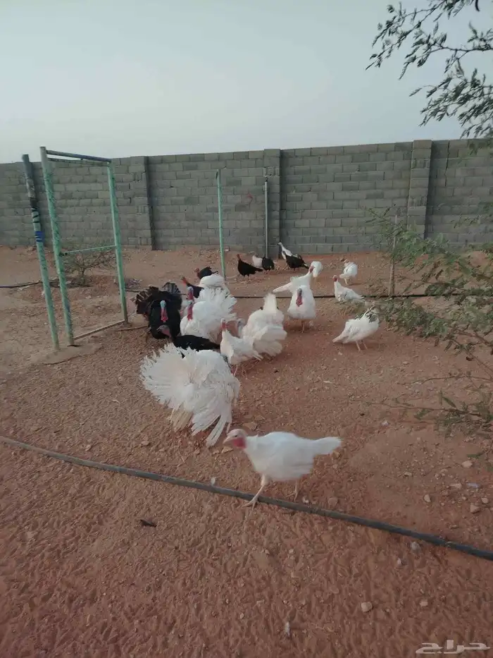 رومي للبيع الصحه ممتازه 1