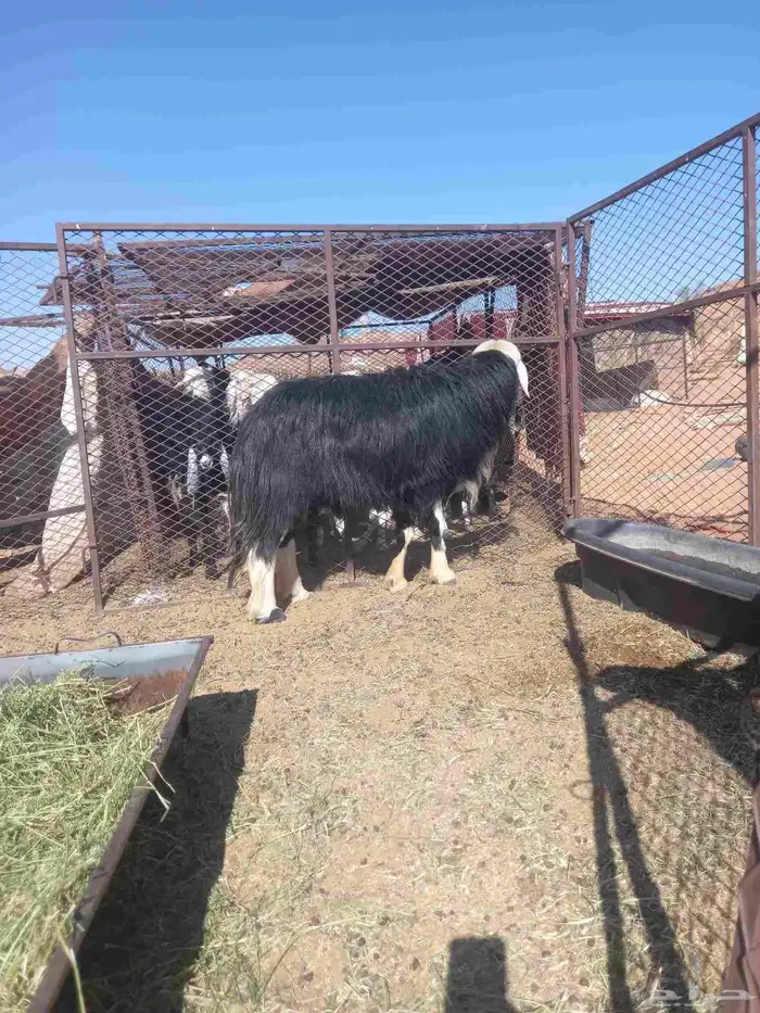 خروف فحل نجدي 0