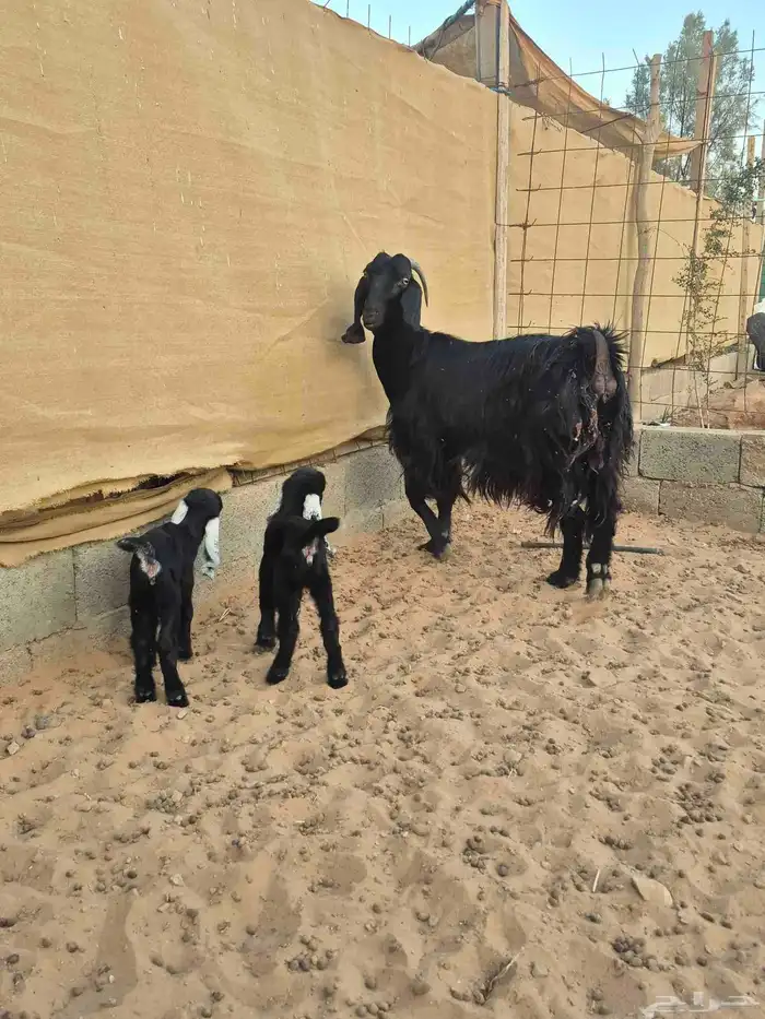 عنز تحتها جفرتين 0