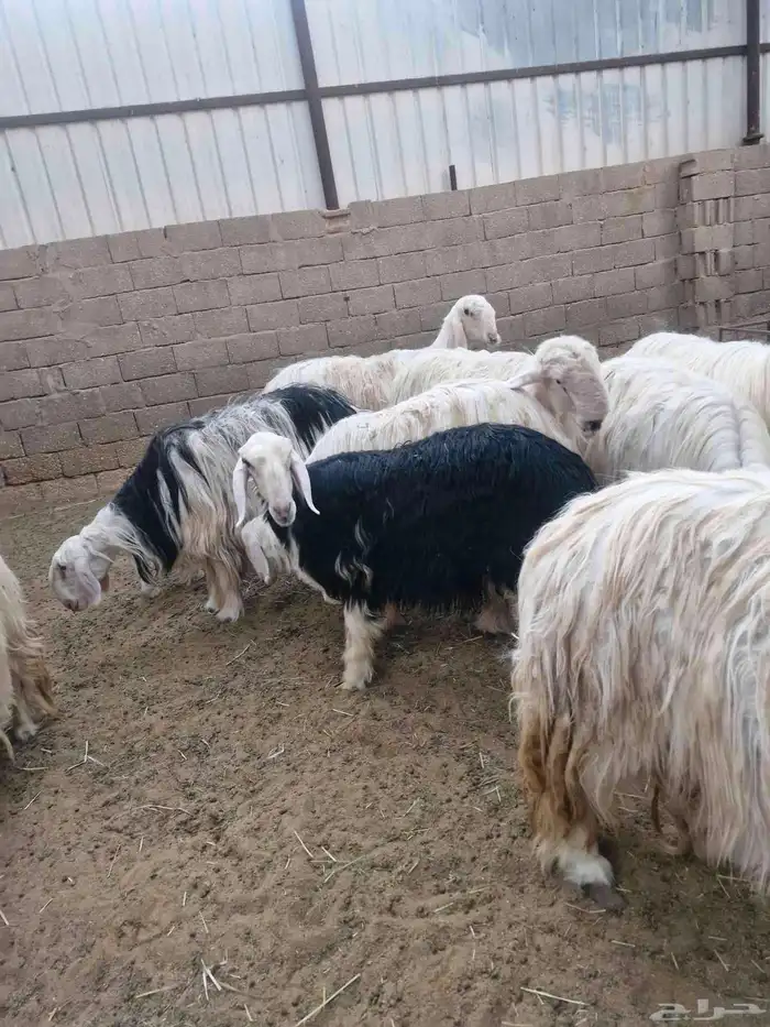 غنم نجد عيسيات بريده 0
