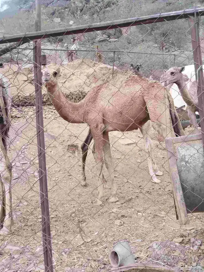 حشوان للبيع 2