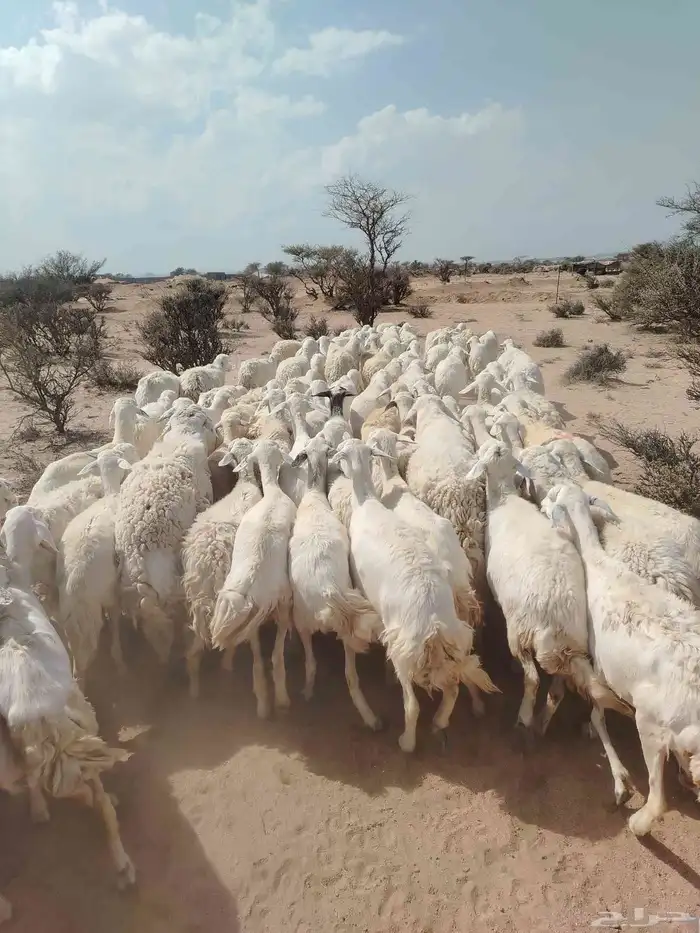 الغنم حريات طيب مرح واحد 1