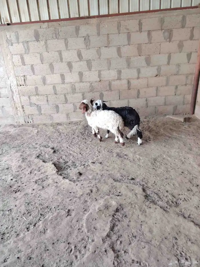 رخال نعيم ونجد 2 0