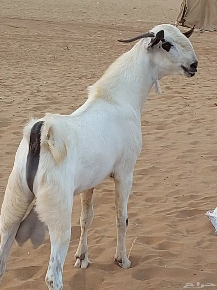 تيس فحل بيشي اكحل فاخر 0