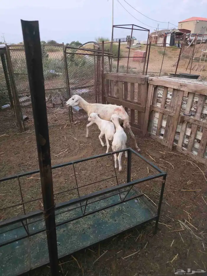 ماشاء الله نعرض على انظاركم مناتيج 8