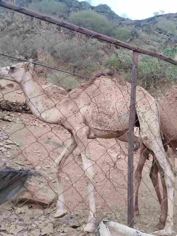 حشوان للبيع 1