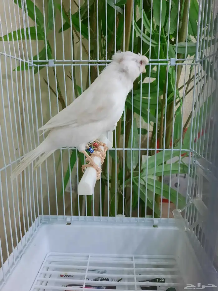 جوز وايت ستنايت 5