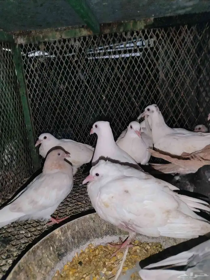 فروخ حمام سمينه 0