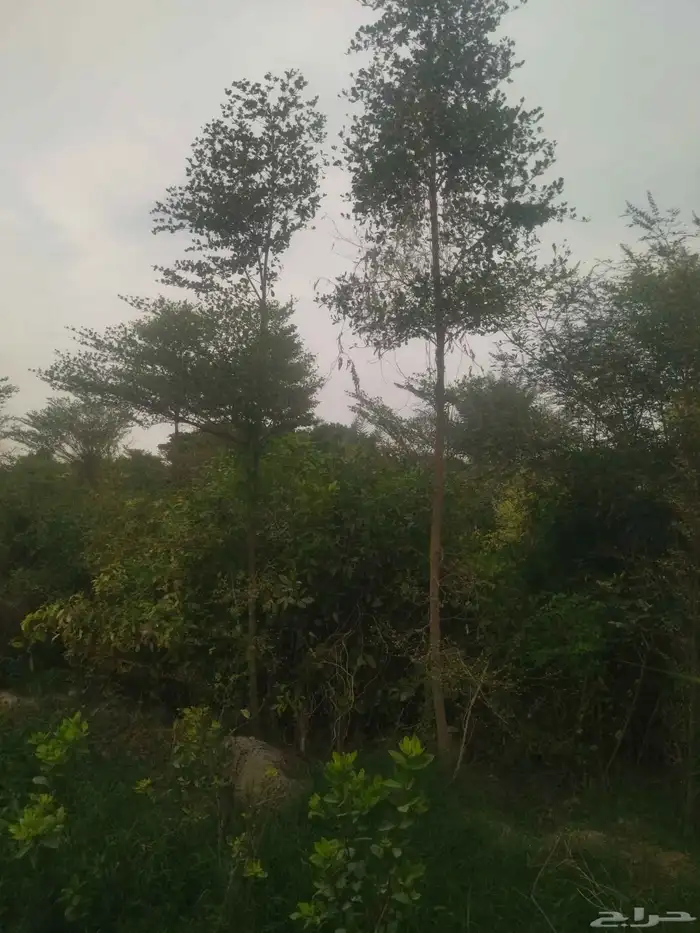 مشاتل الدمام طريق الجبيل 1