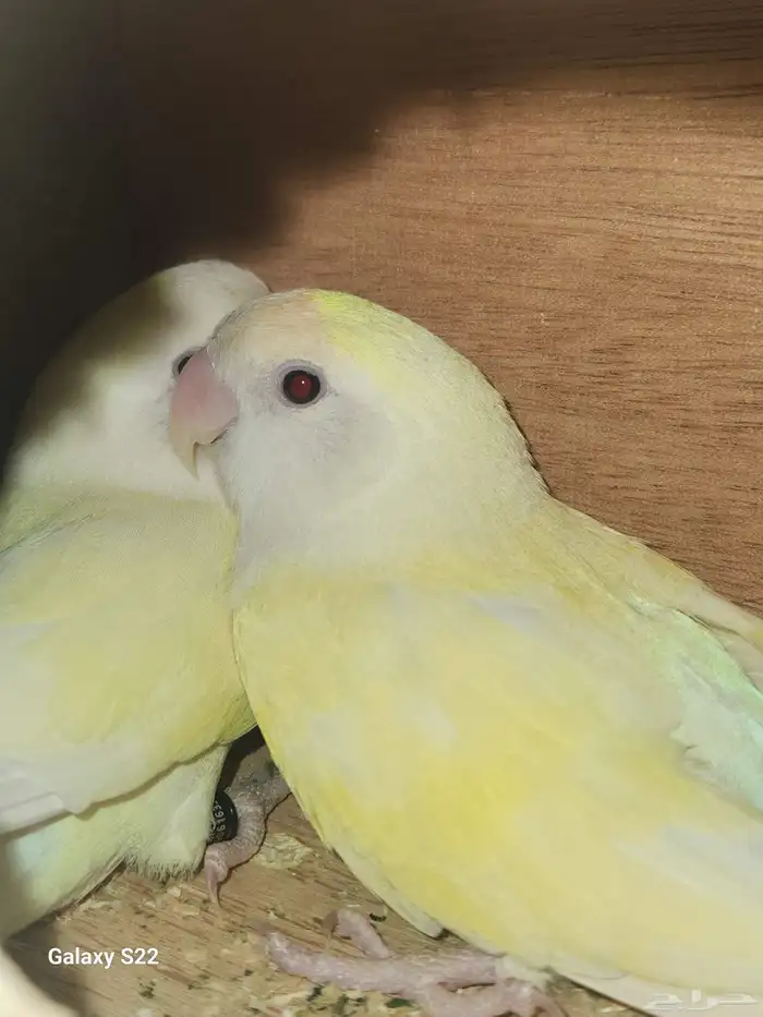 زوج اينو فاخر 5