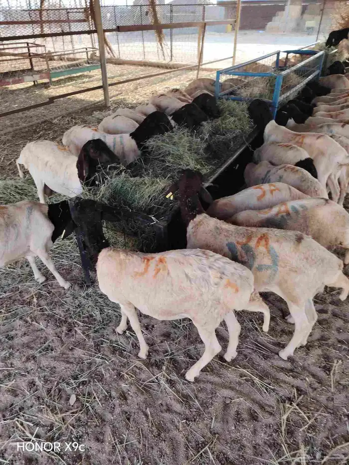 متوفر 70 راس بربري جذعان طيبة ومرعاها نظيف 1