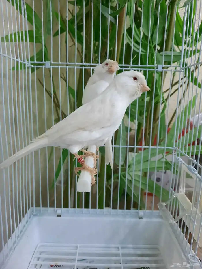 جوز وايت ستنايت 4