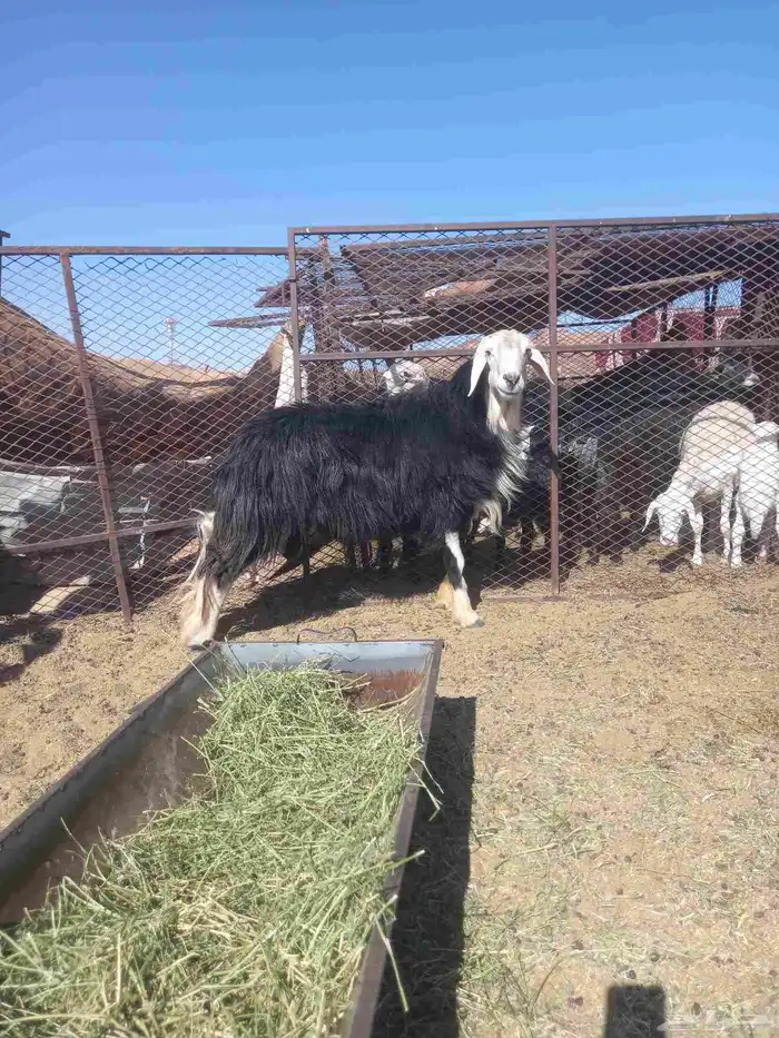 خروف فحل نجدي 1