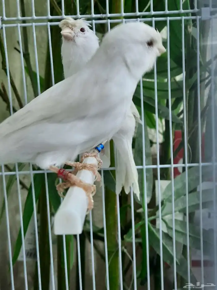 جوز وايت ستنايت 1