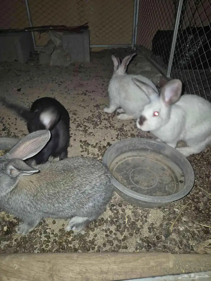 طقم ارانب للبيع كفو 0