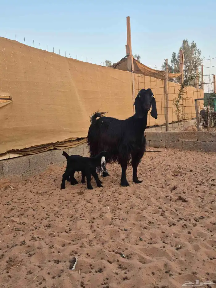 عنز تحتها جفرتين 2