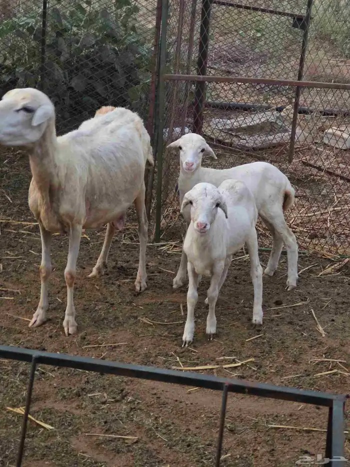 ماشاء الله نعرض على انظاركم مناتيج 6