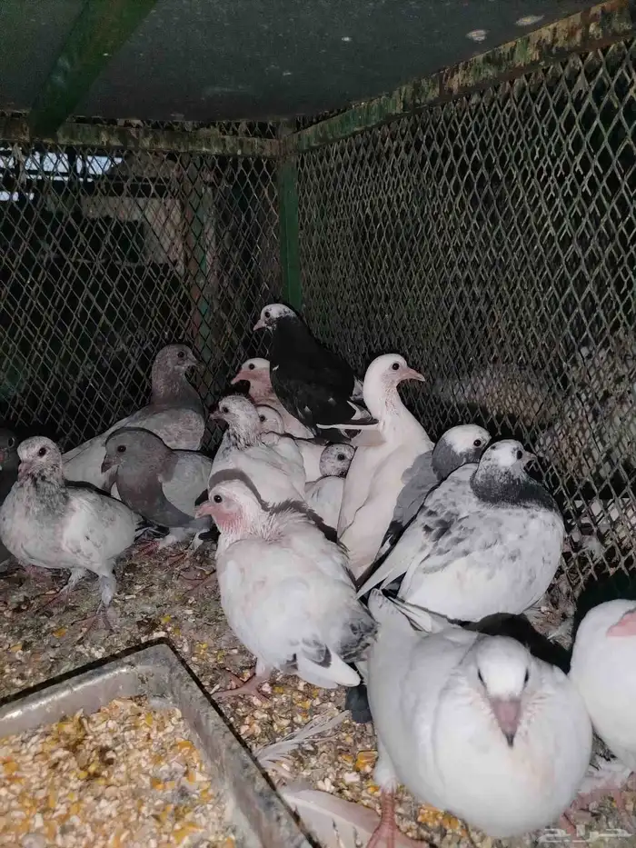 فروخ حمام سمينه 1