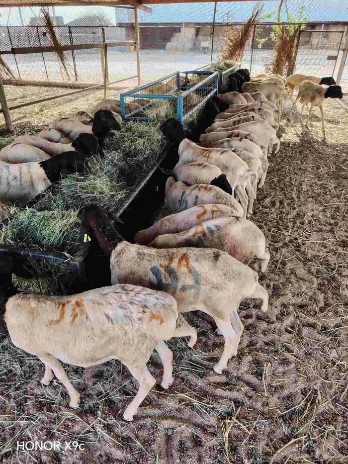 متوفر 70 راس بربري جذعان طيبة ومرعاها نظيف 4