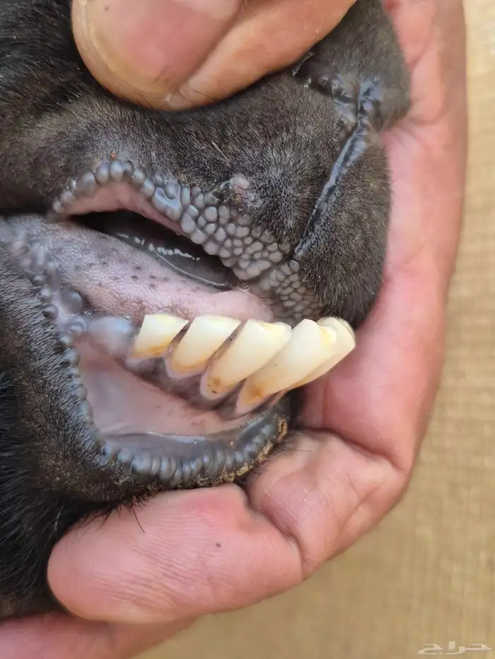 عنز تحتها جفرتين 5