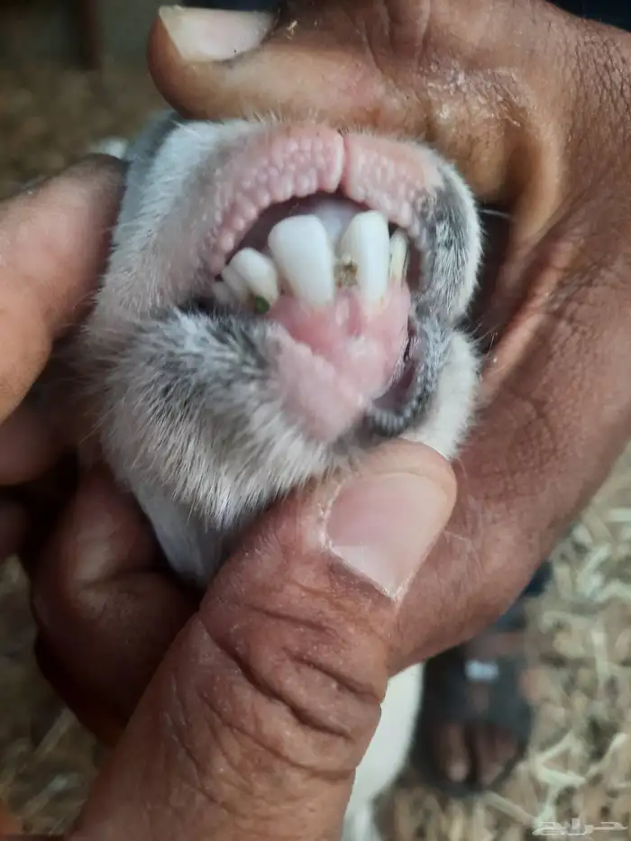 ماعز قزمي للبيع او البدل المناسب 5