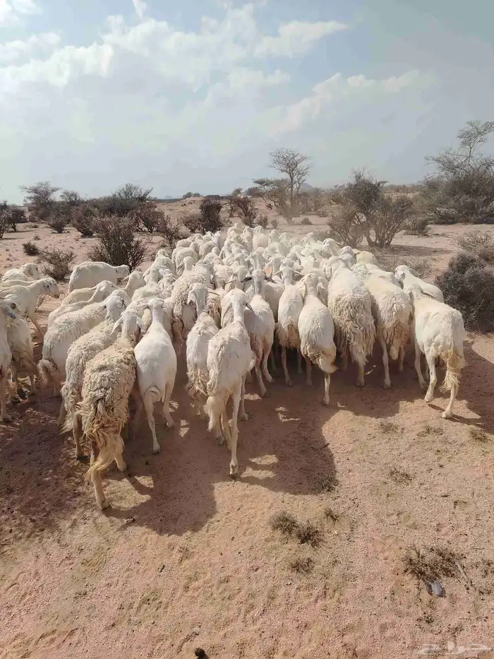 الغنم حريات طيب مرح واحد 2