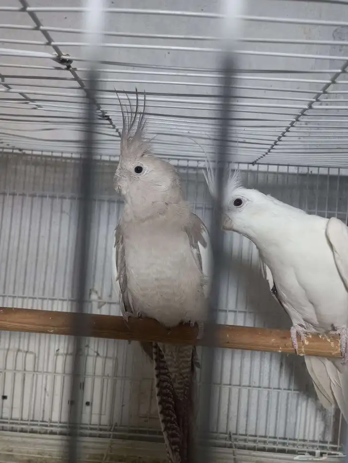 زوج كروان البينو وهولندي منتج فخم 6