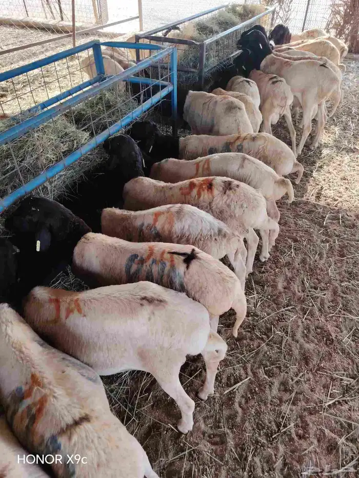 متوفر 70 راس بربري جذعان طيبة ومرعاها نظيف 0