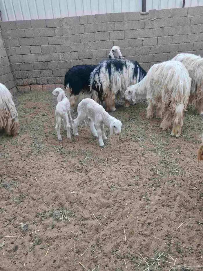 غنم نجد عيسيات بريده 1