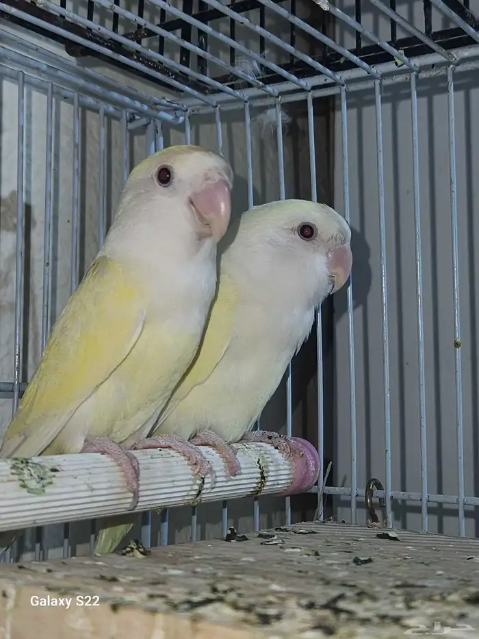 زوج اينو فاخر 0