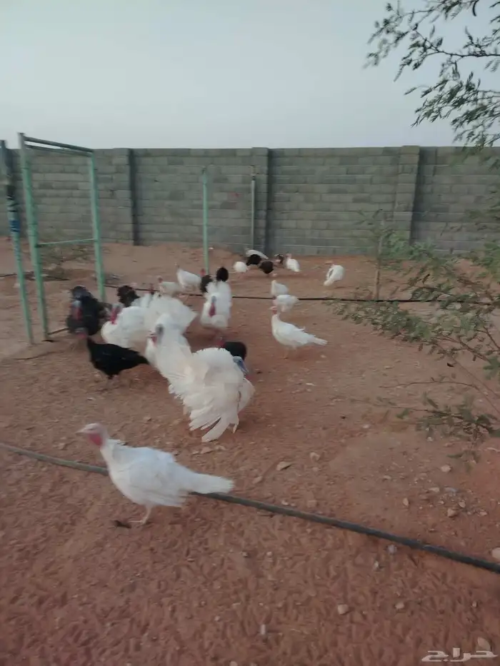 رومي للبيع الصحه ممتازه 0