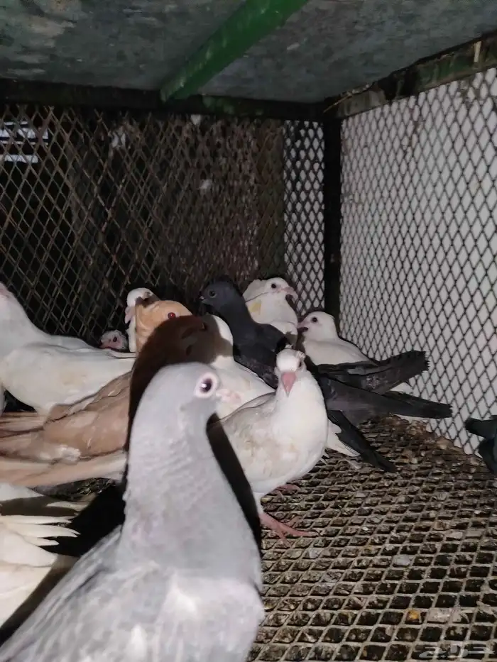 فروخ حمام سمينه 4