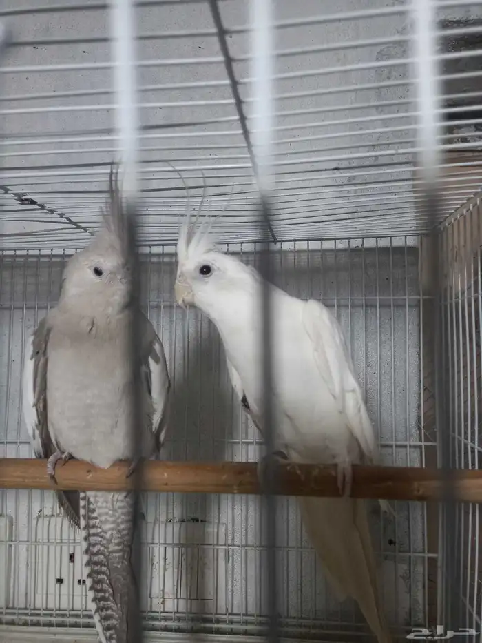 زوج كروان البينو وهولندي منتج فخم 0