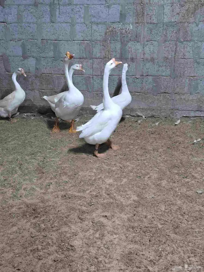 وز بلغاري كوبرا عيون زرق 3