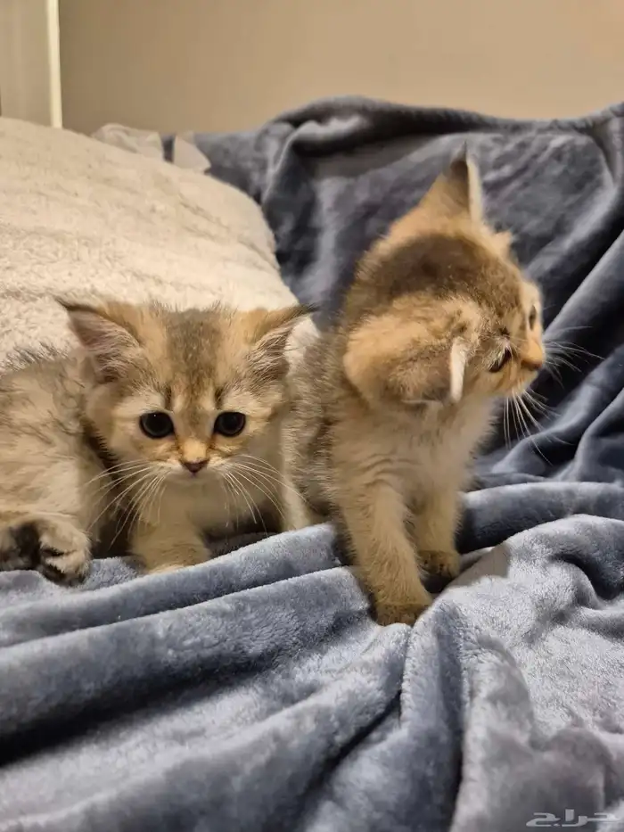 اول صورتين للام سكوتش والاب هجين سكوتش والباقي عيالهم 4