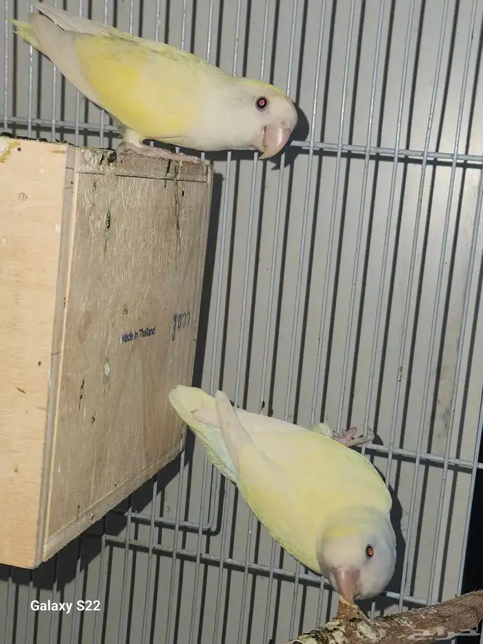 زوج اينو فاخر 1